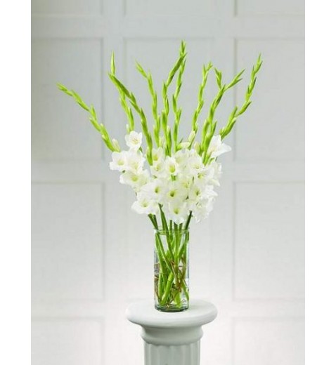White Gladiolus Bouquet